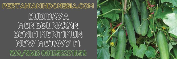 budidaya,timun,new metavy,f1,eastwestseed,panah merah